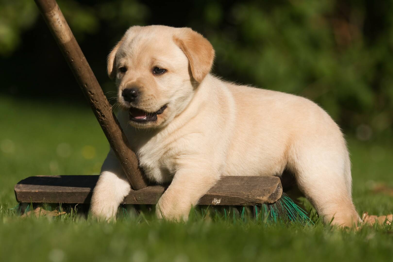 Veterinary Specialty & Emergency Care South - Open 24 Hours